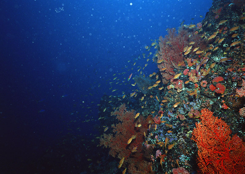 如何提高你的潛水體驗