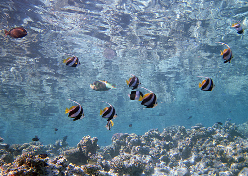 潛水員斷氣的21種可能性