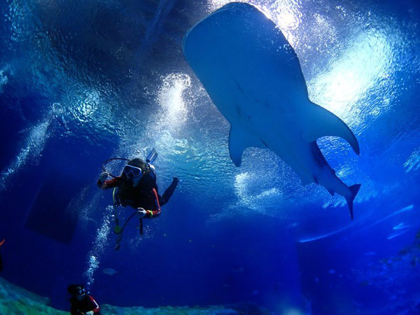 潛在水里，學(xué)做一條靜靜的魚