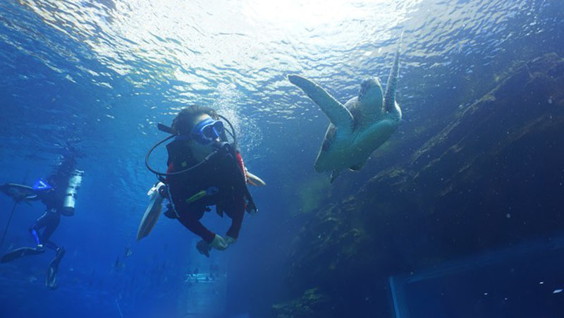 如果人魚有故事