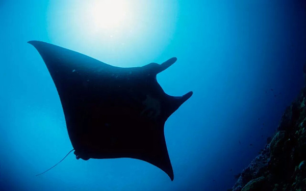 【潛水這艘賊船，這次開往上帝的花園】文章轉自/三聯生活周刊