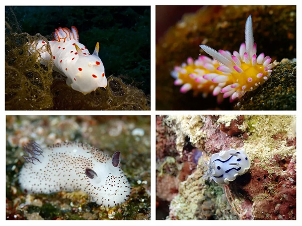 【潛水這艘賊船，這次開往上帝的花園】文章轉自/三聯生活周刊