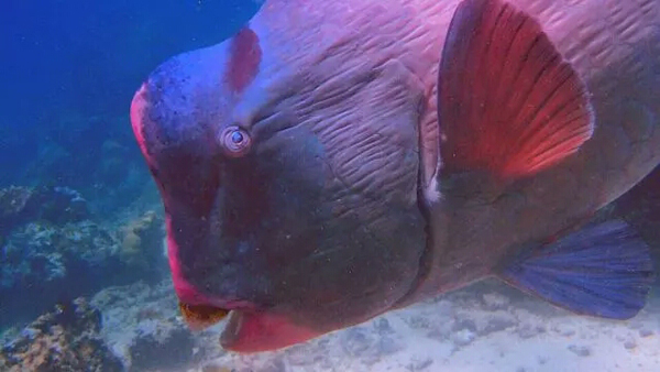 潛水拍照新姿勢，放下你的剪刀手，我們來這樣拍