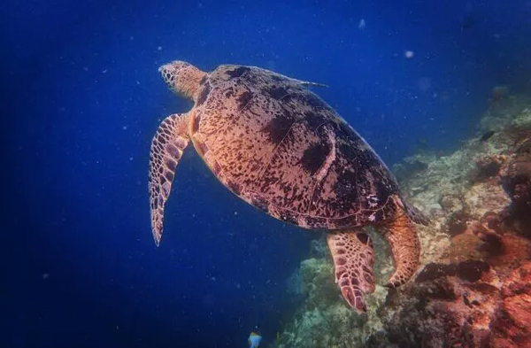 潛水拍照新姿勢，放下你的剪刀手，我們來這樣拍