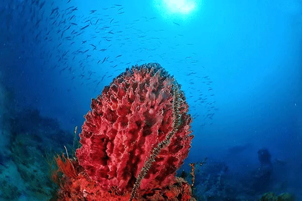 馬來(lái)西亞潛水絕佳攻略