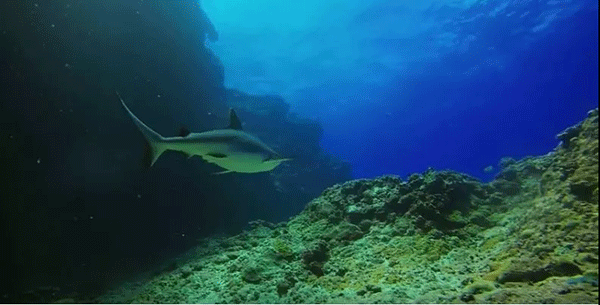 毛里求斯，不要太美