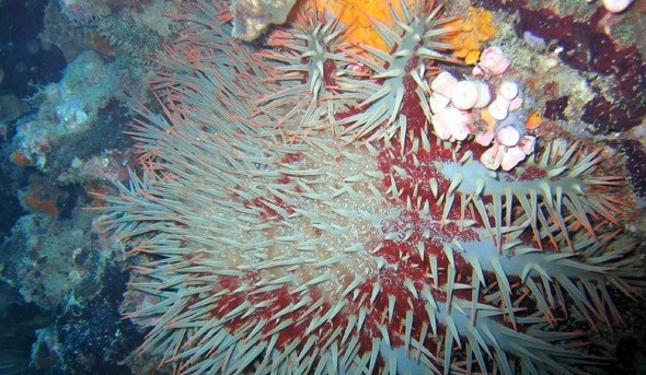 水下被海洋生物傷害到了該怎么辦？